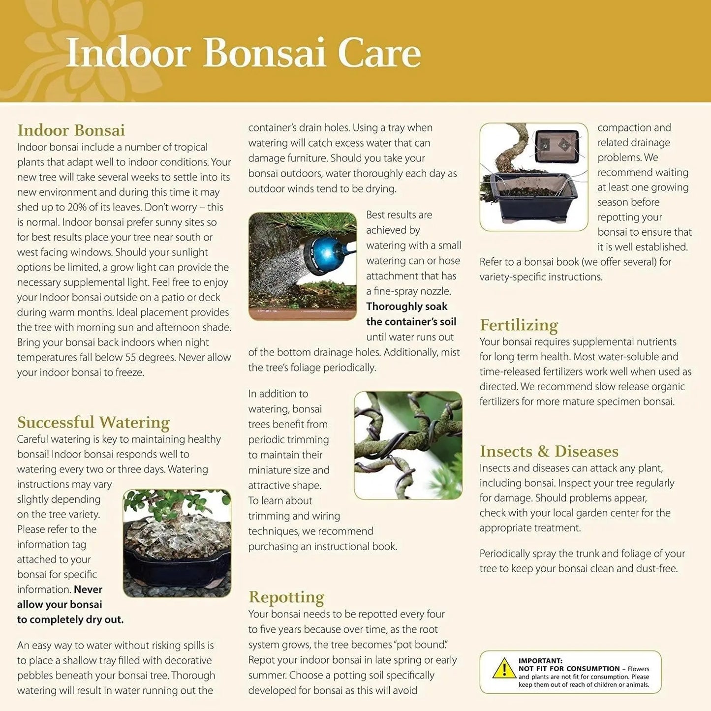 Live Fukien Tea Bonsai Tree, 6-Year-Old, 6-8 Inches Tall with Ceramic Pot for Indoor Decor