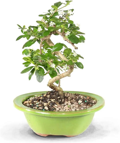 Live Fukien Tea Bonsai Tree, 6-Year-Old, 6-8 Inches Tall with Ceramic Pot for Indoor Decor