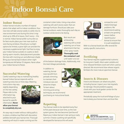 Live Fukien Tea Bonsai Tree, 6-Year-Old, 6-8 Inches Tall with Ceramic Pot for Indoor Decor