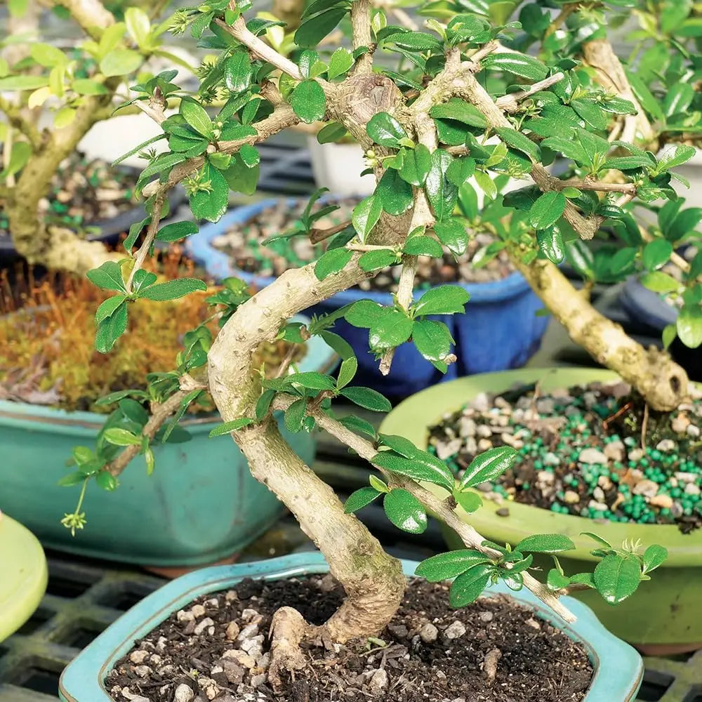 Live Fukien Tea Bonsai Tree, 6-Year-Old, 6-8 Inches Tall with Ceramic Pot for Indoor Decor
