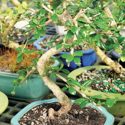 Live Fukien Tea Bonsai Tree, 6-Year-Old, 6-8 Inches Tall with Ceramic Pot for Indoor Decor